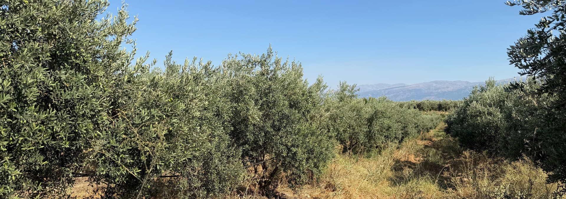Bahçemiz